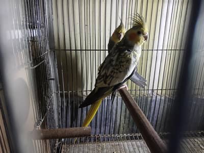 cocktail breeder pair + cage available 0/3/2/1/4/9/4/6/8/4/4