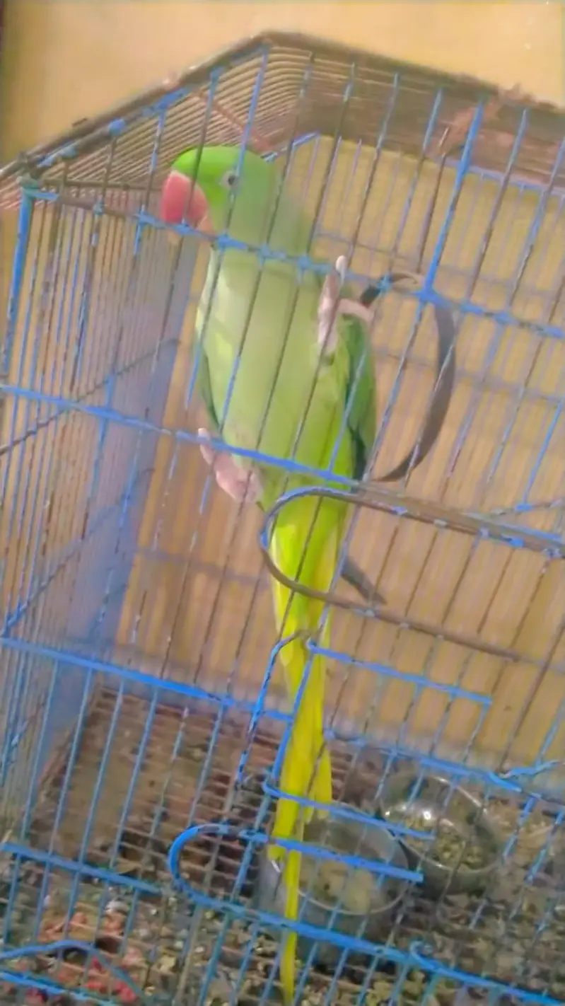Female parrot for sale - healthy and beautiful — photo 2