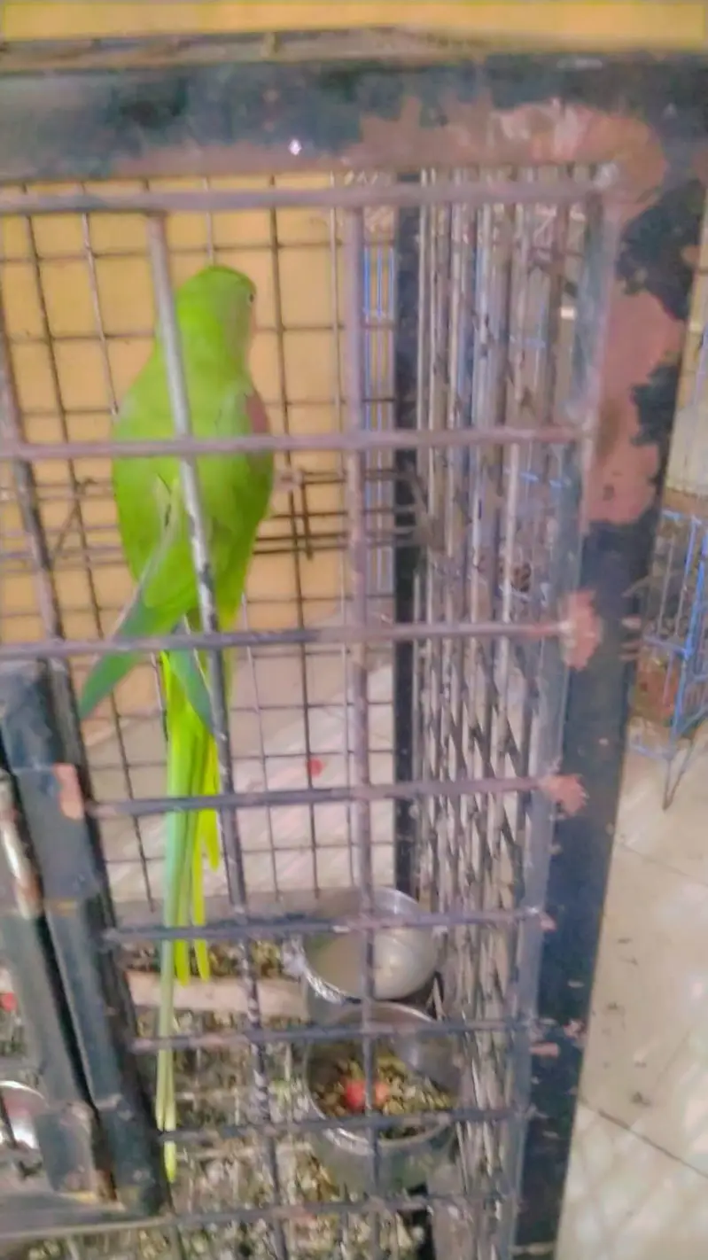 Female parrot for sale - healthy and beautiful — photo 3