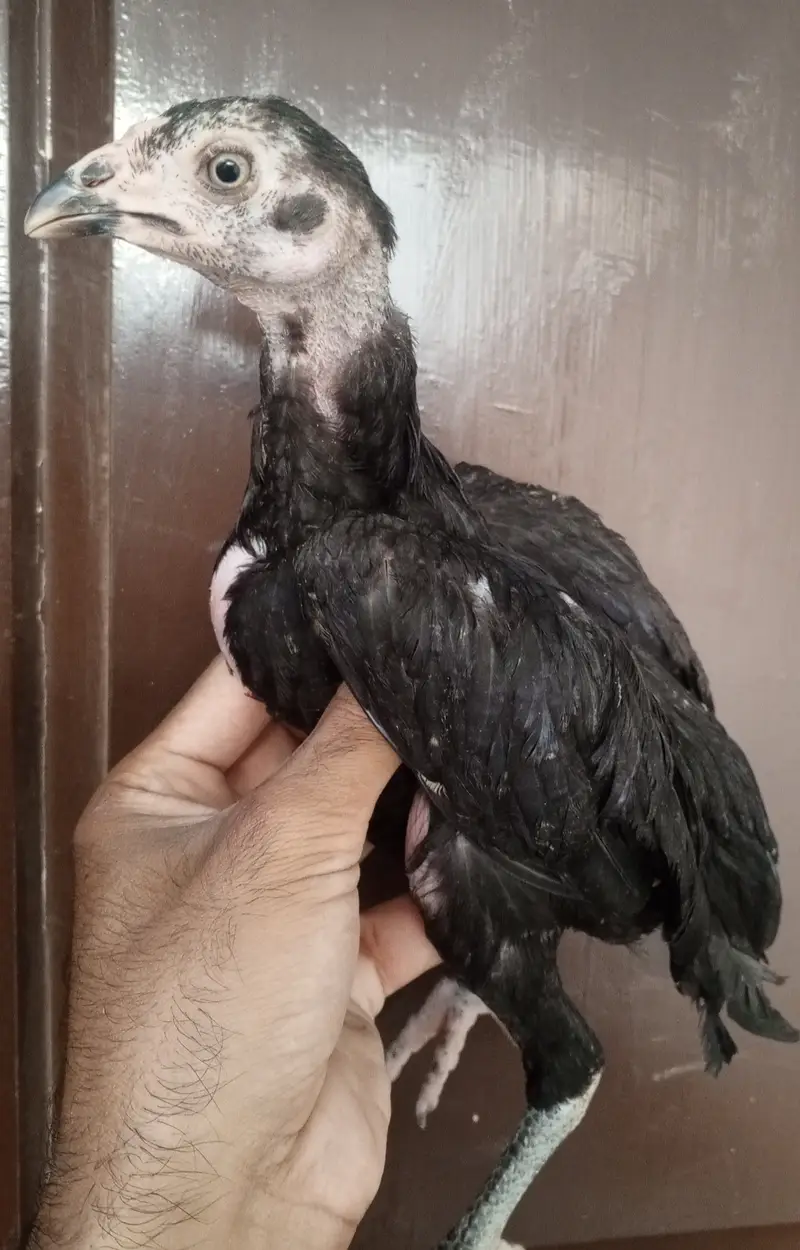 Mushke aur here bche available — photo 3