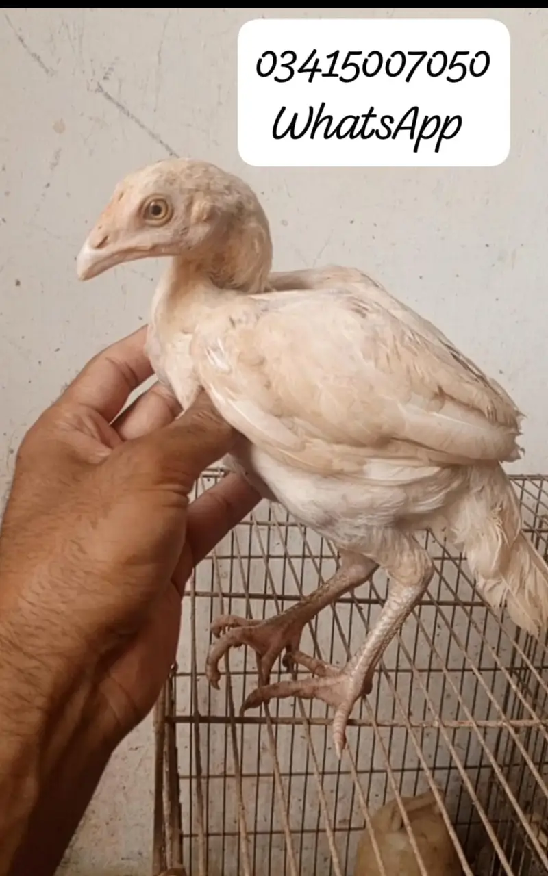 Mushke aur here bche available — photo 4