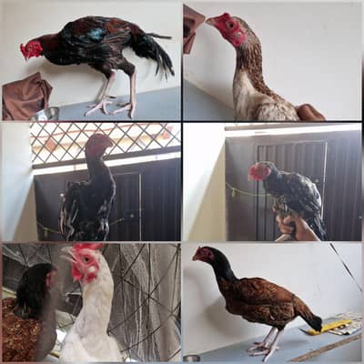 14 Pcs Package Deal 3 Murgay | 3 Murgiyan | 8 Choozay