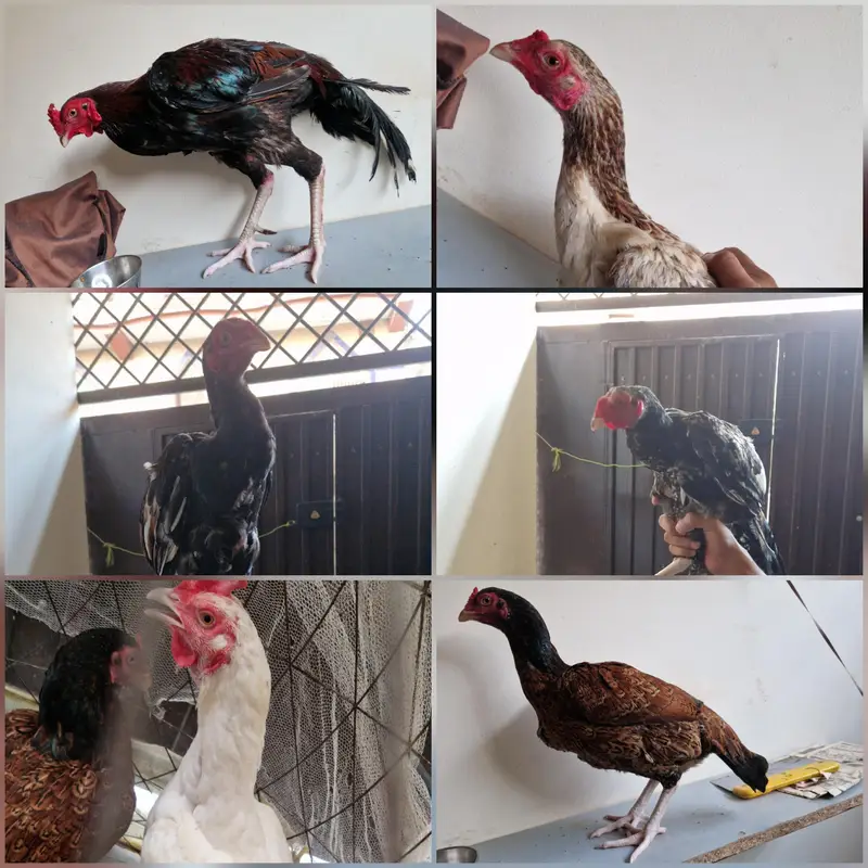 14 Pcs Package Deal 3 Murgay | 3 Murgiyan | 8 Choozay