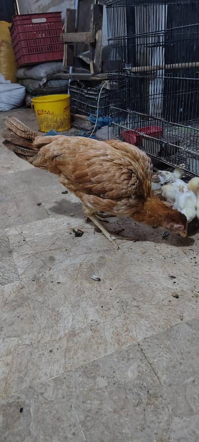 Pure Aseel Hen with 4 Healthy Chicks (Complete Family Set)