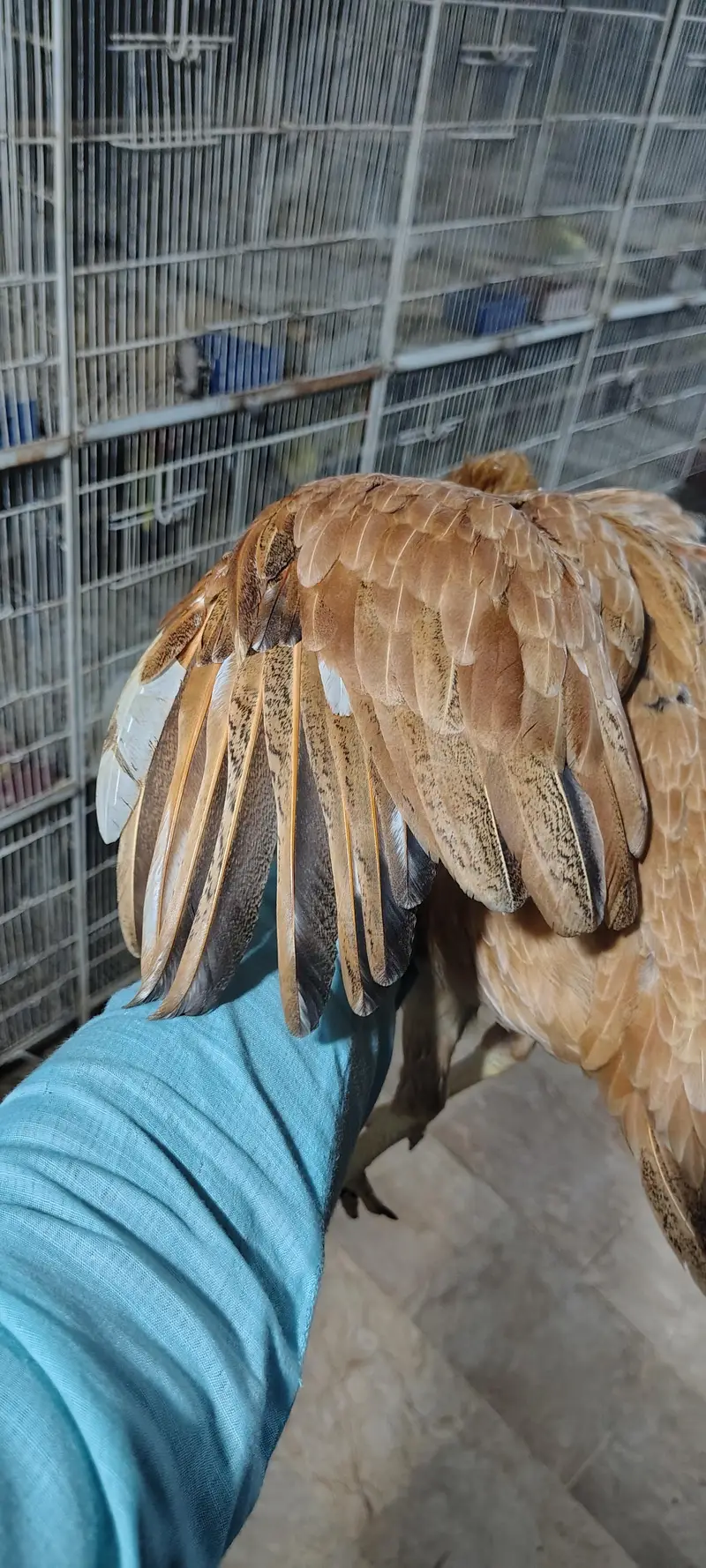 Pure Aseel Hen with 4 Healthy Chicks (Complete Family Set) — photo 2
