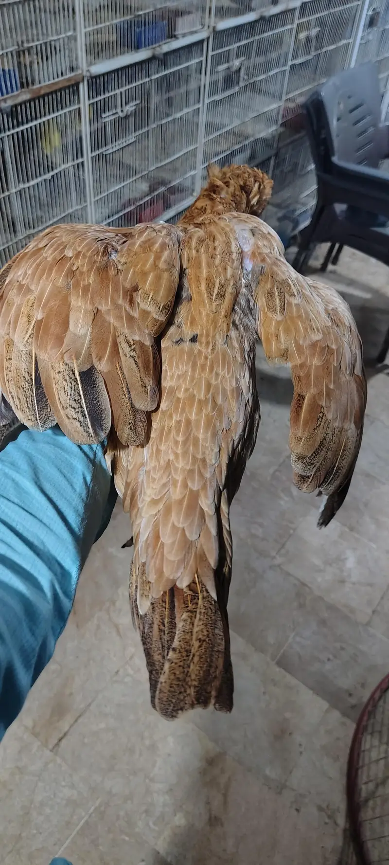 Pure Aseel Hen with 4 Healthy Chicks (Complete Family Set) — photo 3