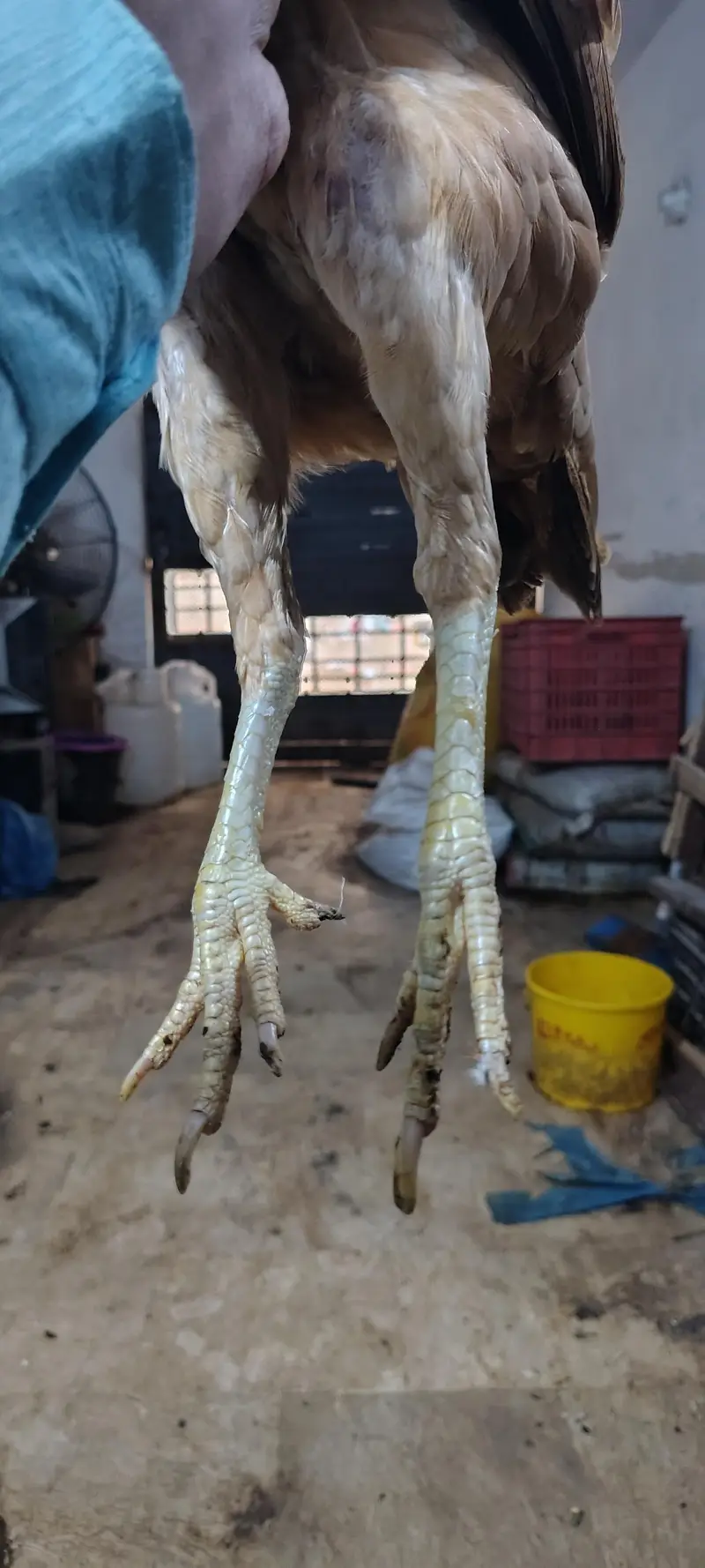 Pure Aseel Hen with 4 Healthy Chicks (Complete Family Set) — photo 4
