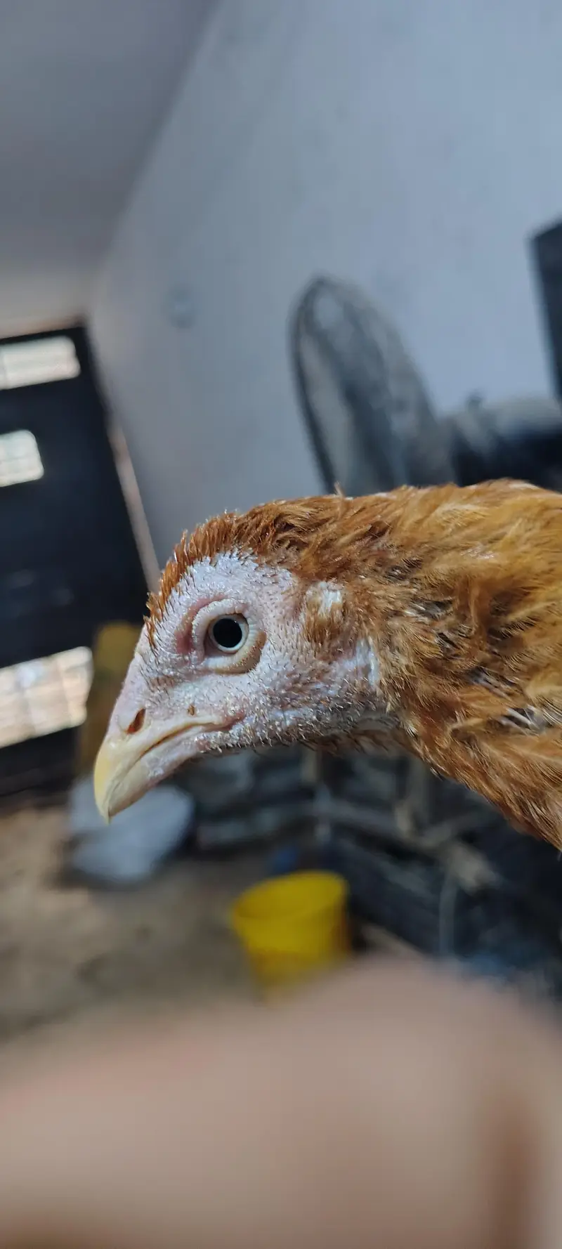 Pure Aseel Hen with 4 Healthy Chicks (Complete Family Set) — photo 5