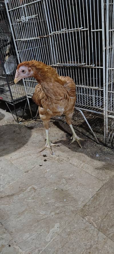Pure Aseel Hen with 4 Healthy Chicks (Complete Family Set)