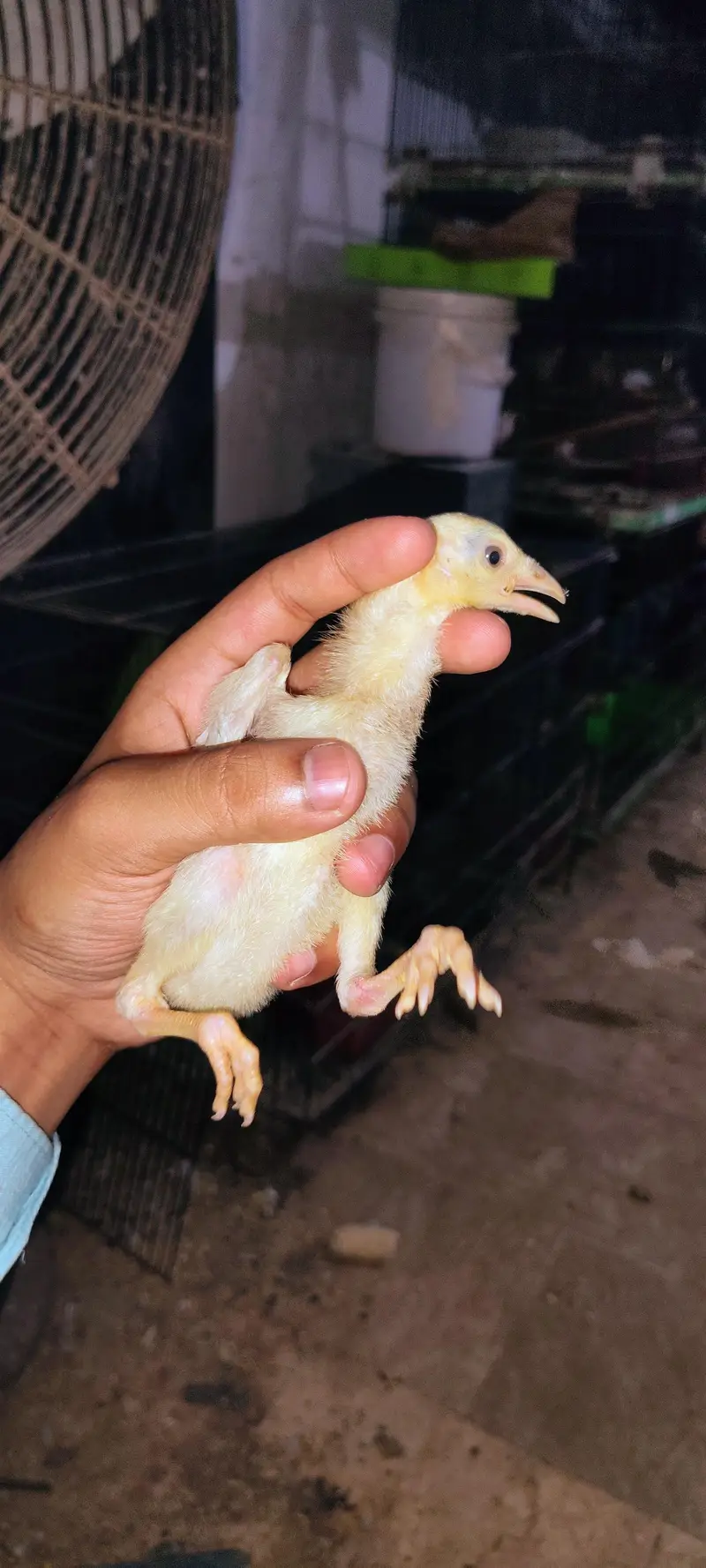 Pure Aseel Hen with 4 Healthy Chicks (Complete Family Set) — photo 7