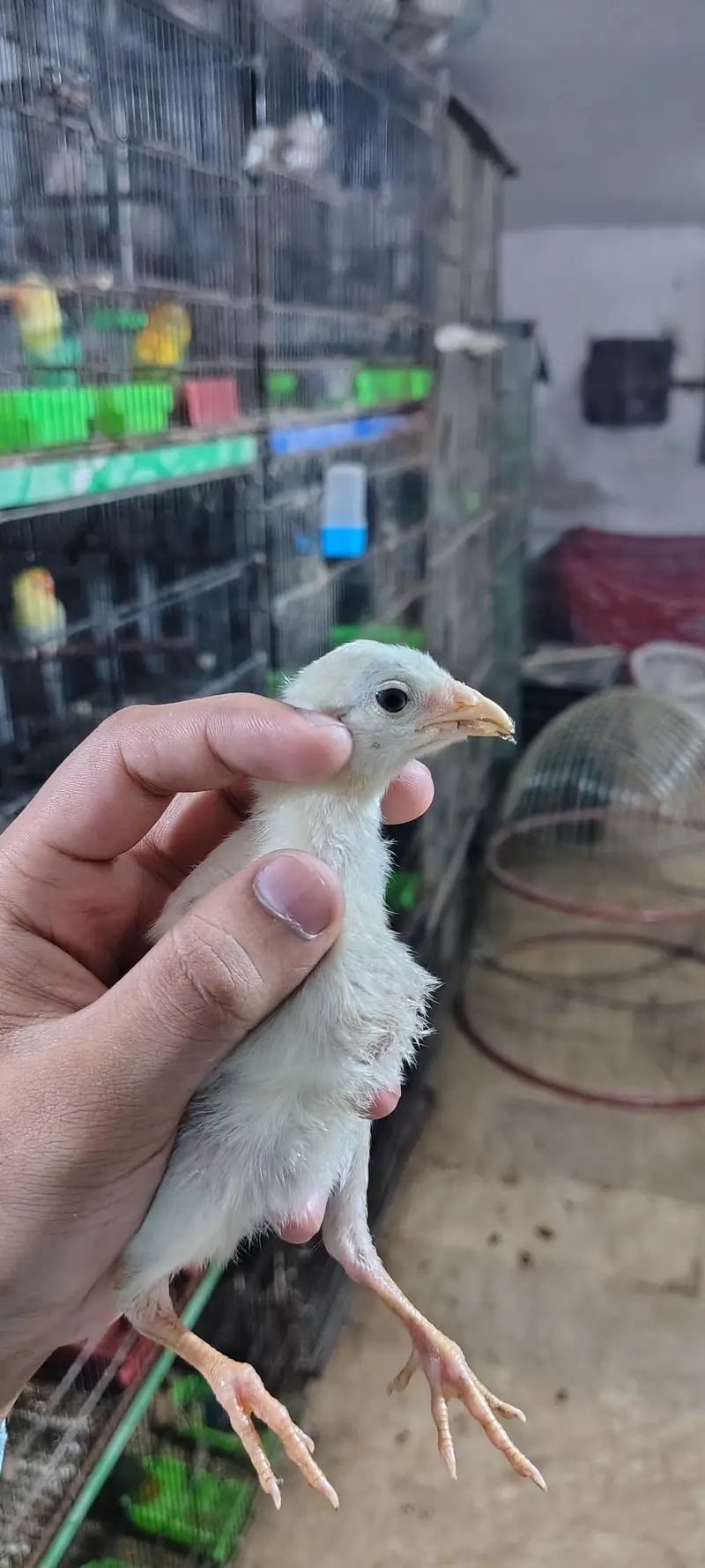 Pure Aseel Hen with 4 Healthy Chicks (Complete Family Set) — photo 8