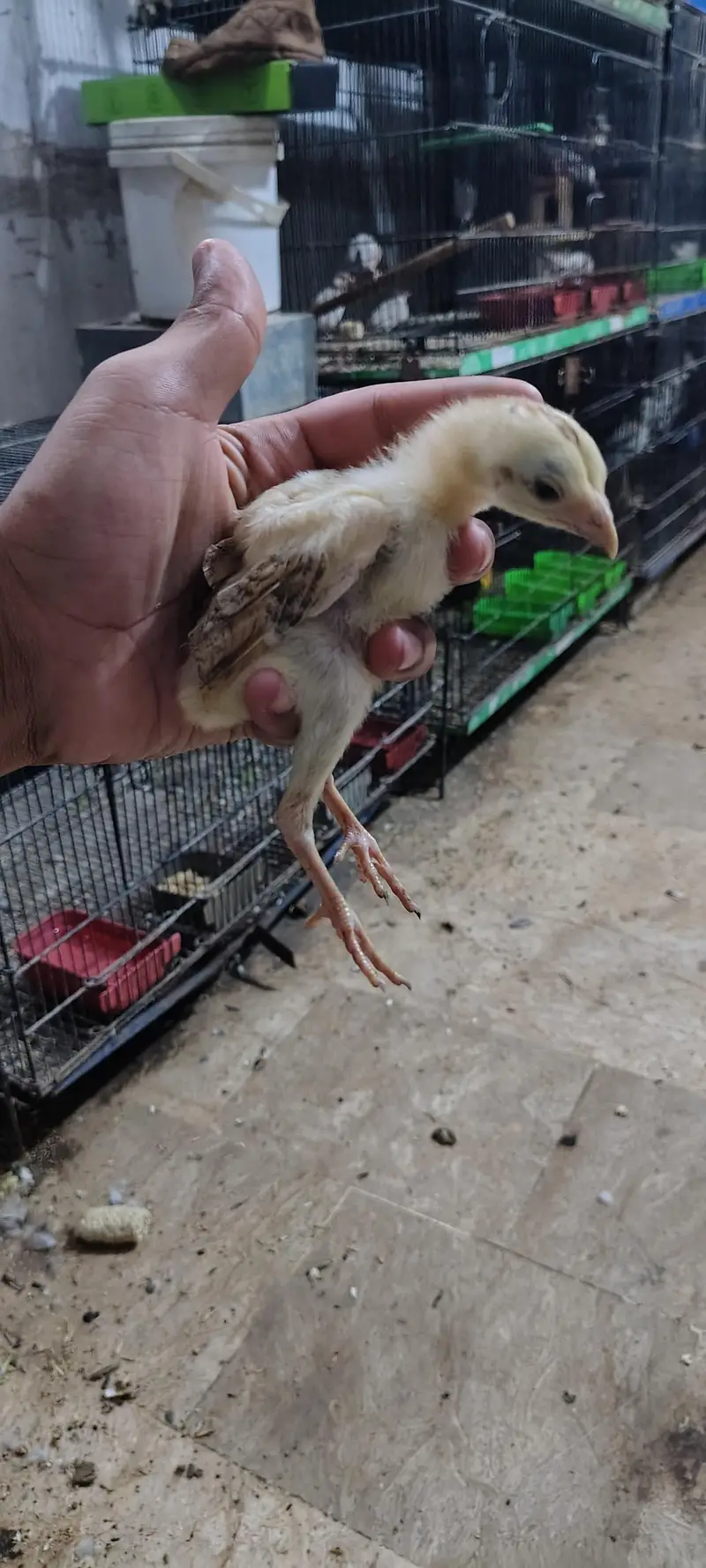 Pure Aseel Hen with 4 Healthy Chicks (Complete Family Set) — photo 9