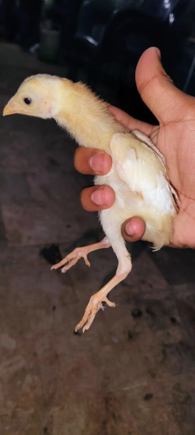 Pure Aseel Hen with 4 Healthy Chicks (Complete Family Set) — photo 10