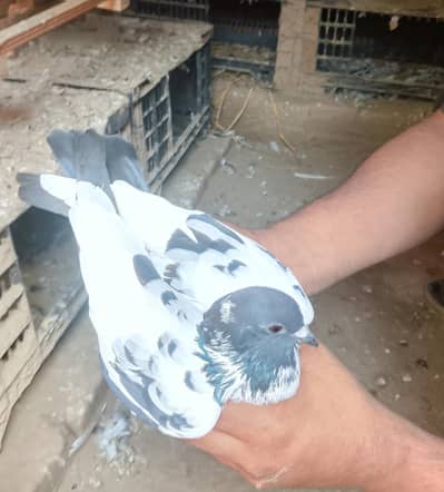 All pigeon for sale active & heldi
