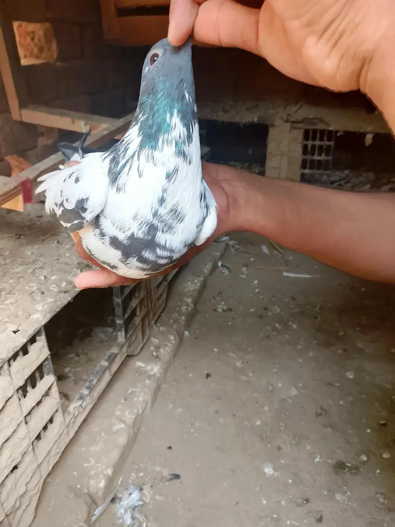 All pigeon for sale active & heldi — photo 2