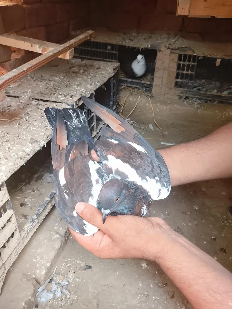 All pigeon for sale active & heldi — photo 3