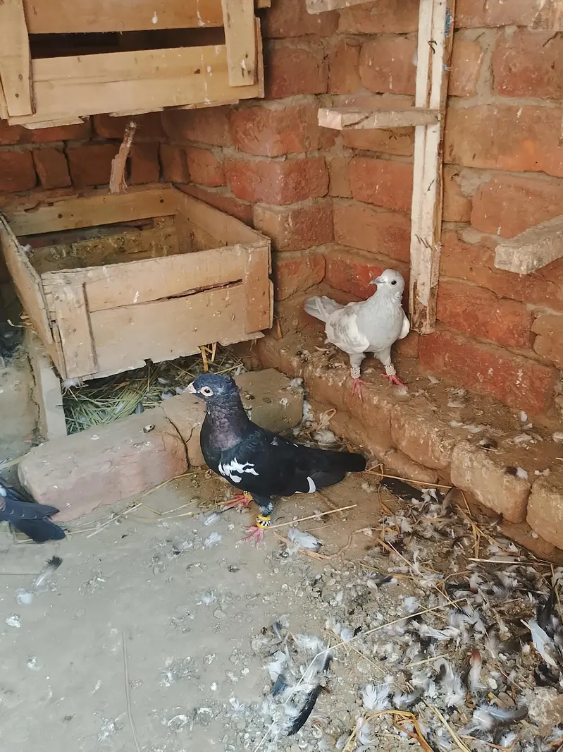 All pigeon for sale active & heldi — photo 4