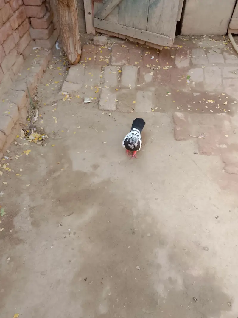 All pigeon for sale active & heldi — photo 5