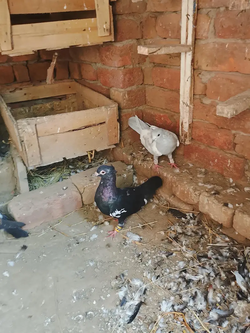 All pigeon for sale active & heldi — photo 6