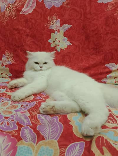 fancy cat for sale