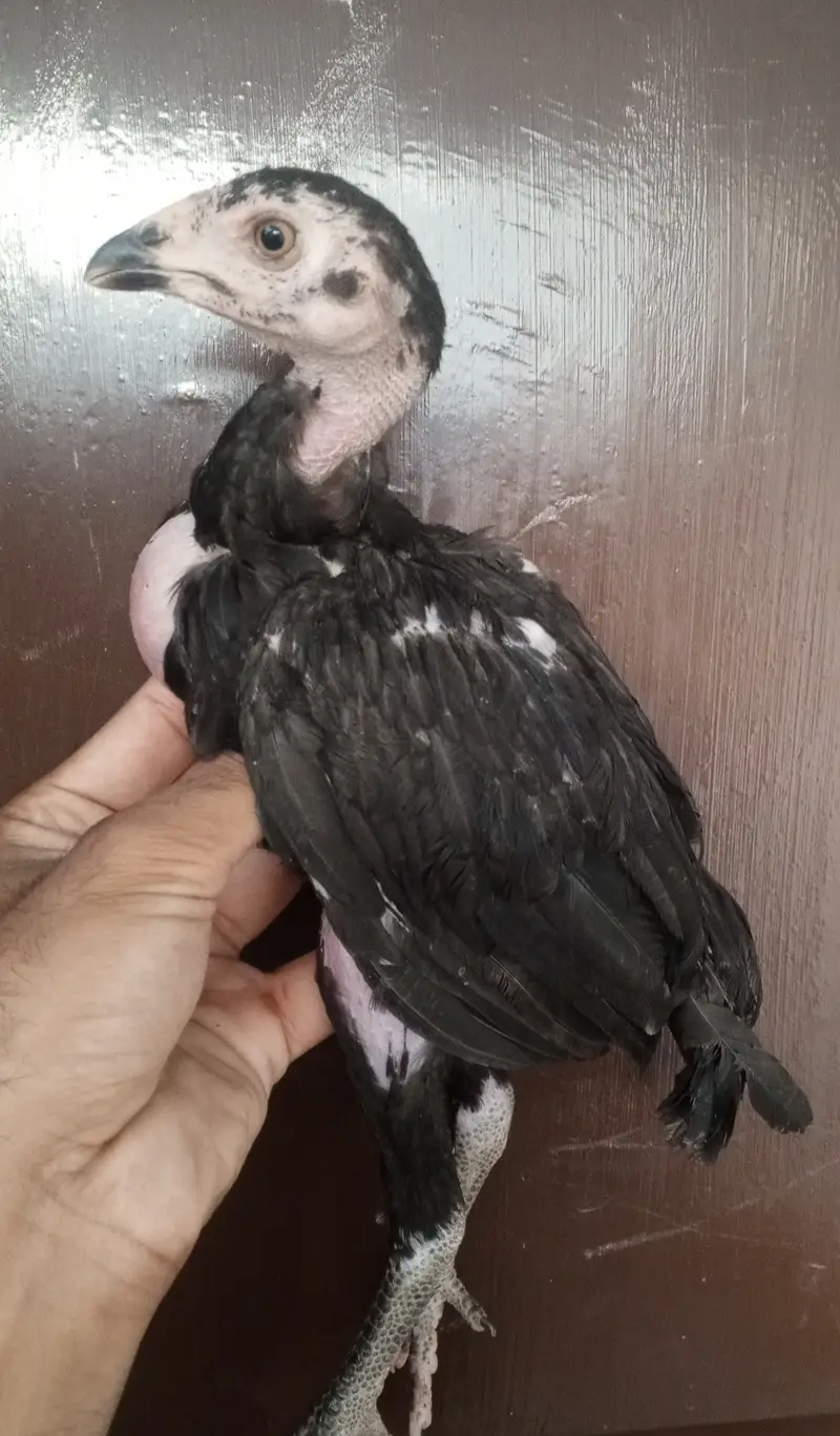 Aseel heere aur mushke — photo 2