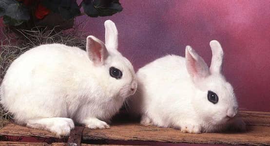 Dwarf Hotot Rabbits breeder pair for Sale | Male & Female | 12 Month