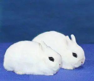 Dwarf Hotot Rabbits breeder pair for Sale | Male & Female | 12 Month — photo 2