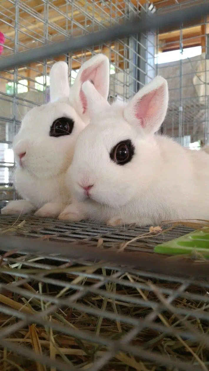 Dwarf Hotot Rabbits breeder pair for Sale | Male & Female | 12 Month — photo 3
