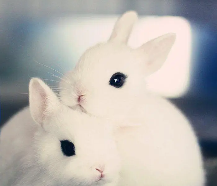 Dwarf Hotot Rabbits breeder pair for Sale | Male & Female | 12 Month — photo 4