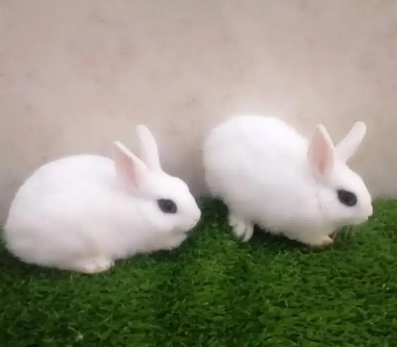 Dwarf Hotot Rabbits breeder pair for Sale | Male & Female | 12 Month — photo 5