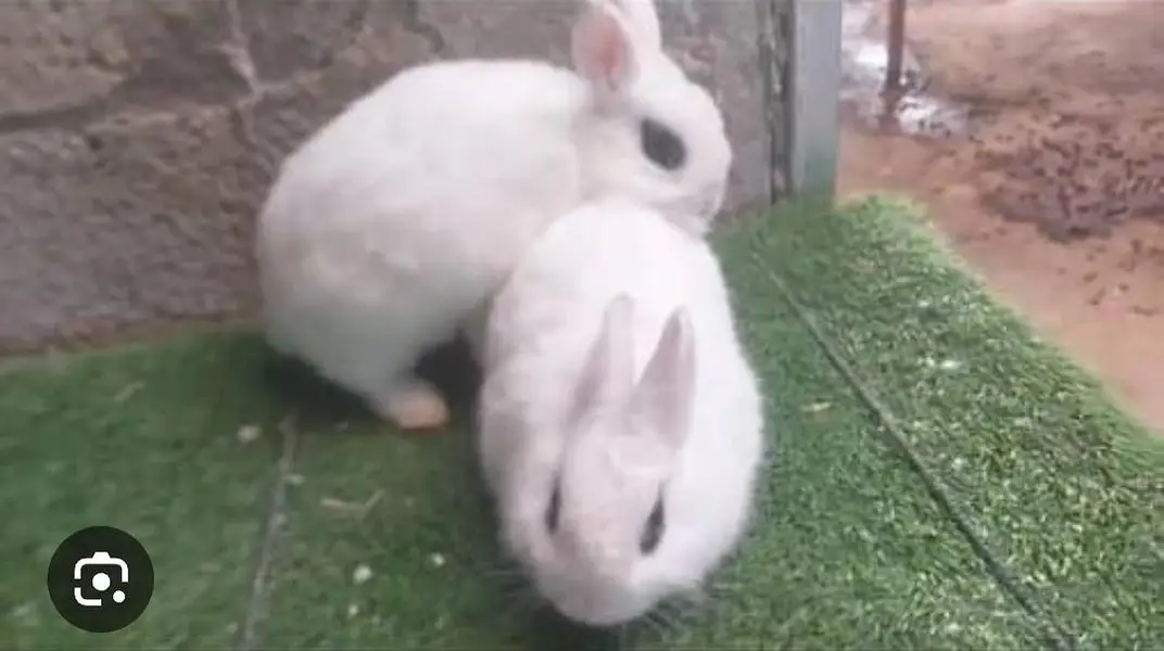 Dwarf Hotot Rabbits breeder pair for Sale | Male & Female | 12 Month — photo 6