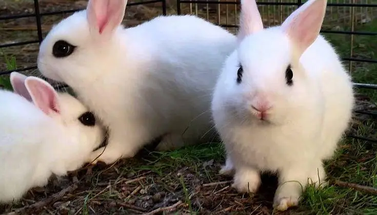 Dwarf Hotot Rabbits breeder pair for Sale | Male & Female | 12 Month — photo 7