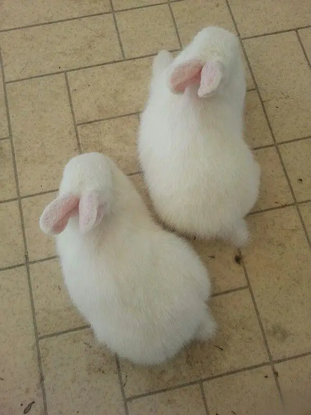 Dwarf Hotot Rabbits breeder pair for Sale | Male & Female | 12 Month — photo 8
