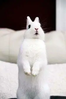 Dwarf Hotot Rabbits breeder pair for Sale | Male & Female | 12 Month — photo 9
