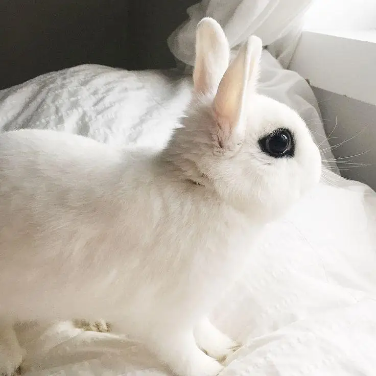 Dwarf Hotot Rabbits breeder pair for Sale | Male & Female | 12 Month — photo 10