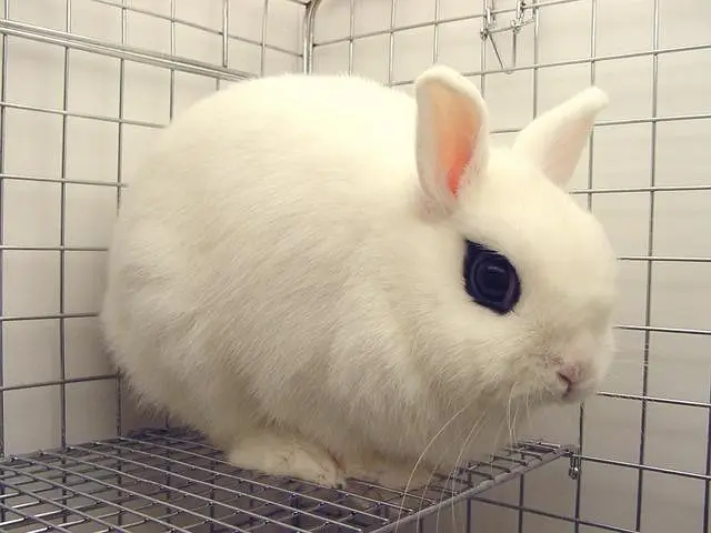Dwarf Hotot Rabbits breeder pair for Sale | Male & Female | 12 Month — photo 11
