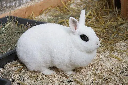 Dwarf Hotot Rabbits breeder pair for Sale | Male & Female | 12 Month — photo 12