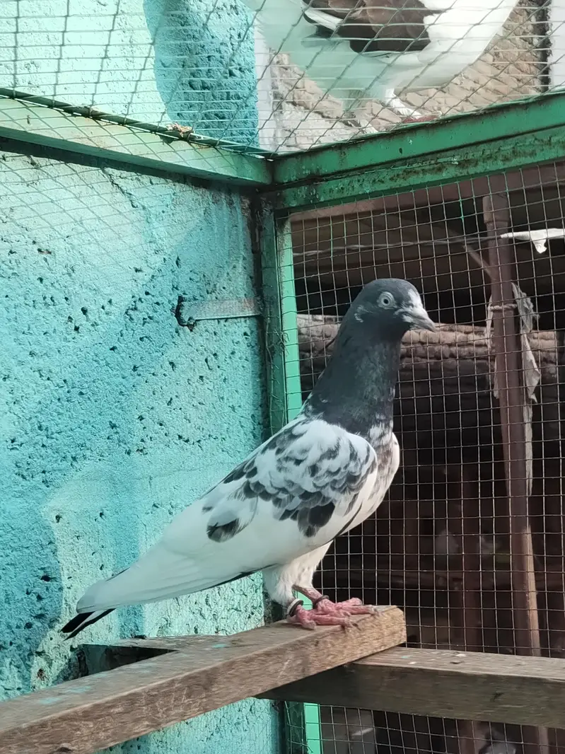 resulted breeder birds — photo 2