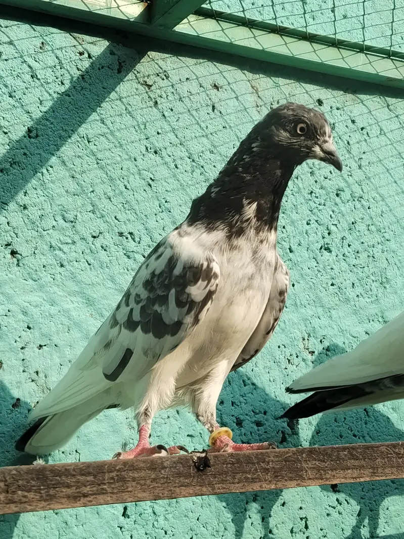 resulted breeder birds — photo 3