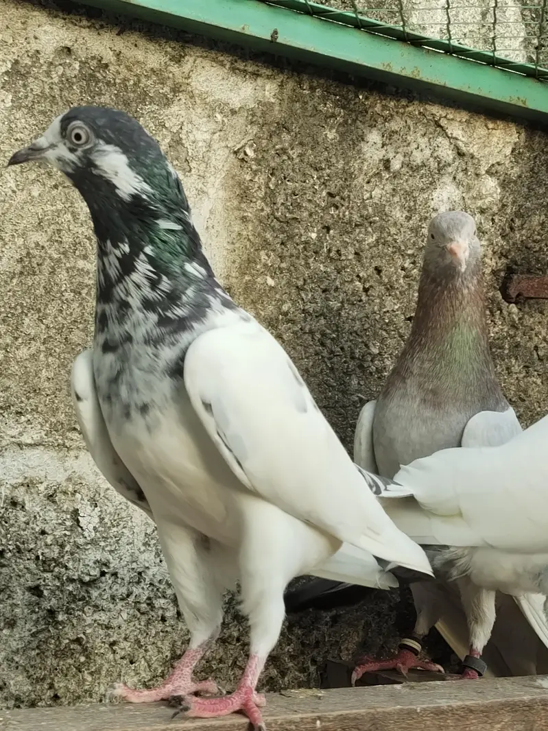 resulted breeder birds — photo 5