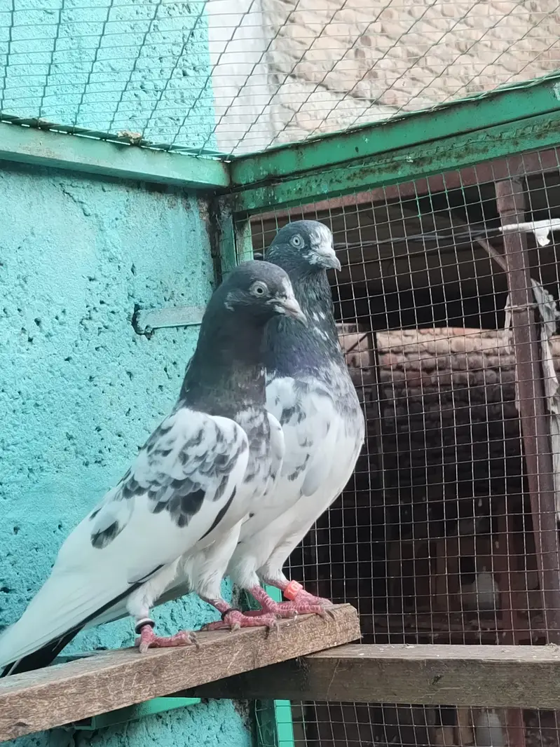 resulted breeder birds — photo 6