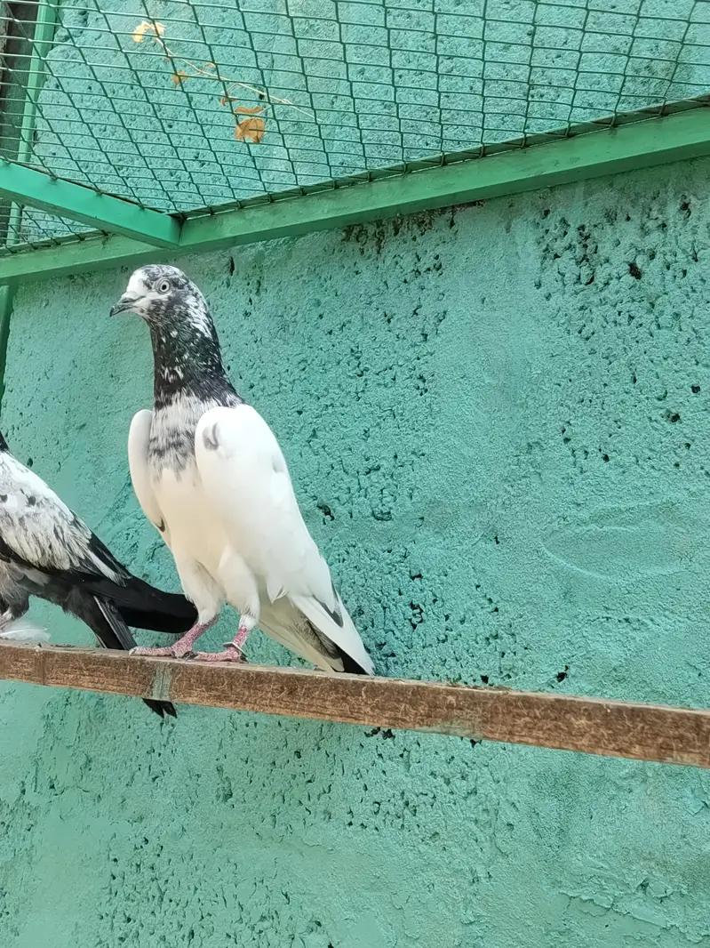 resulted breeder birds — photo 7