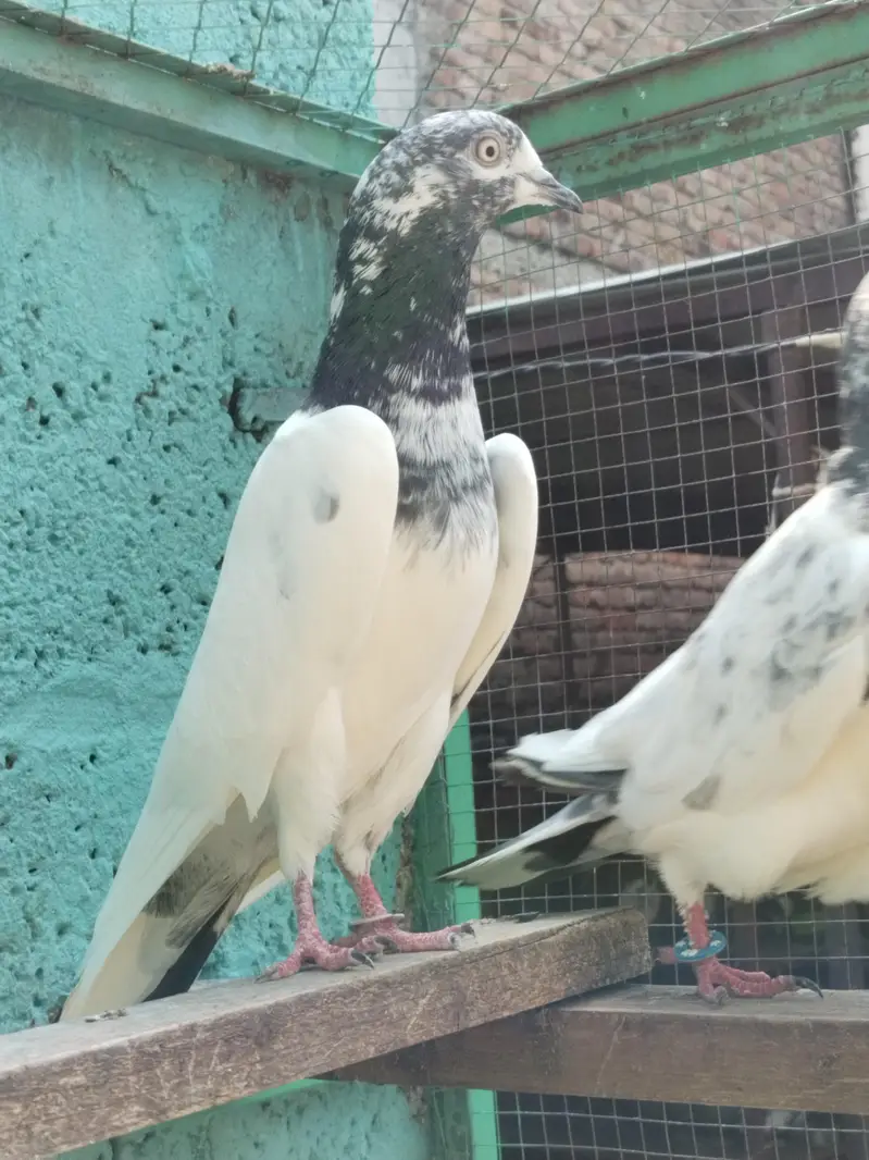 resulted breeder birds — photo 8