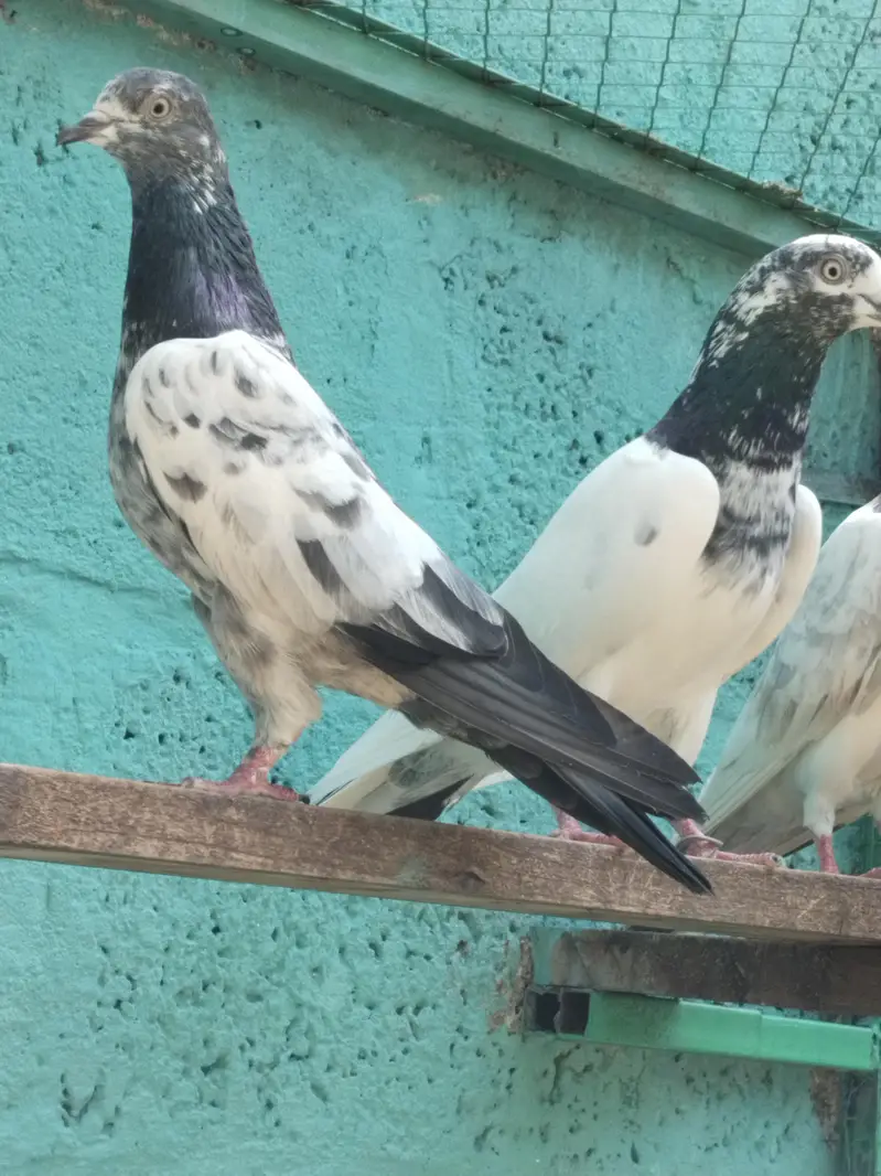 resulted breeder birds — photo 9