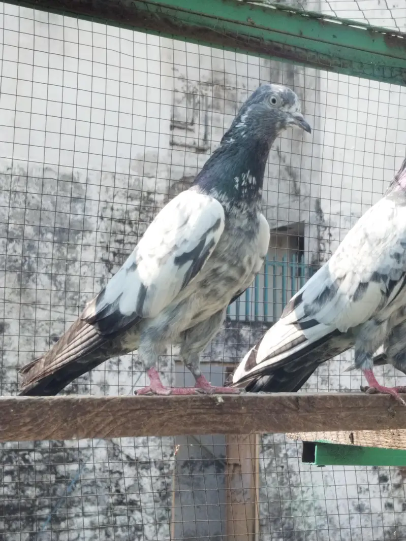 resulted breeder birds — photo 10