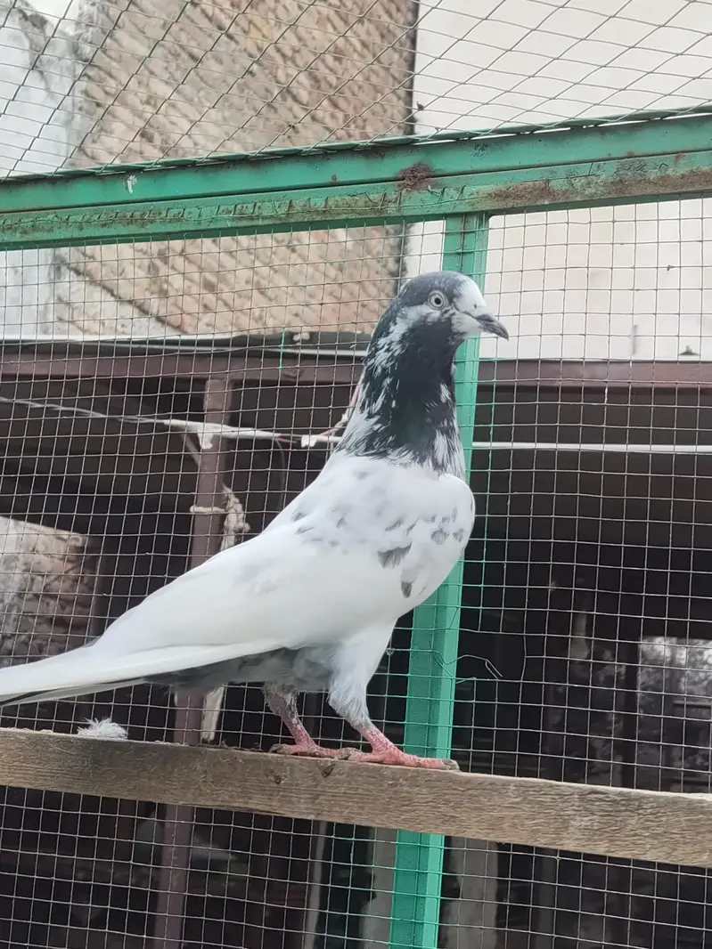 resulted breeder birds — photo 11