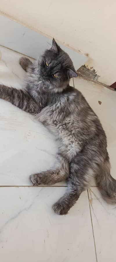 Persian cat