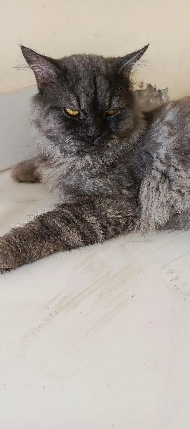 Persian cat — photo 2