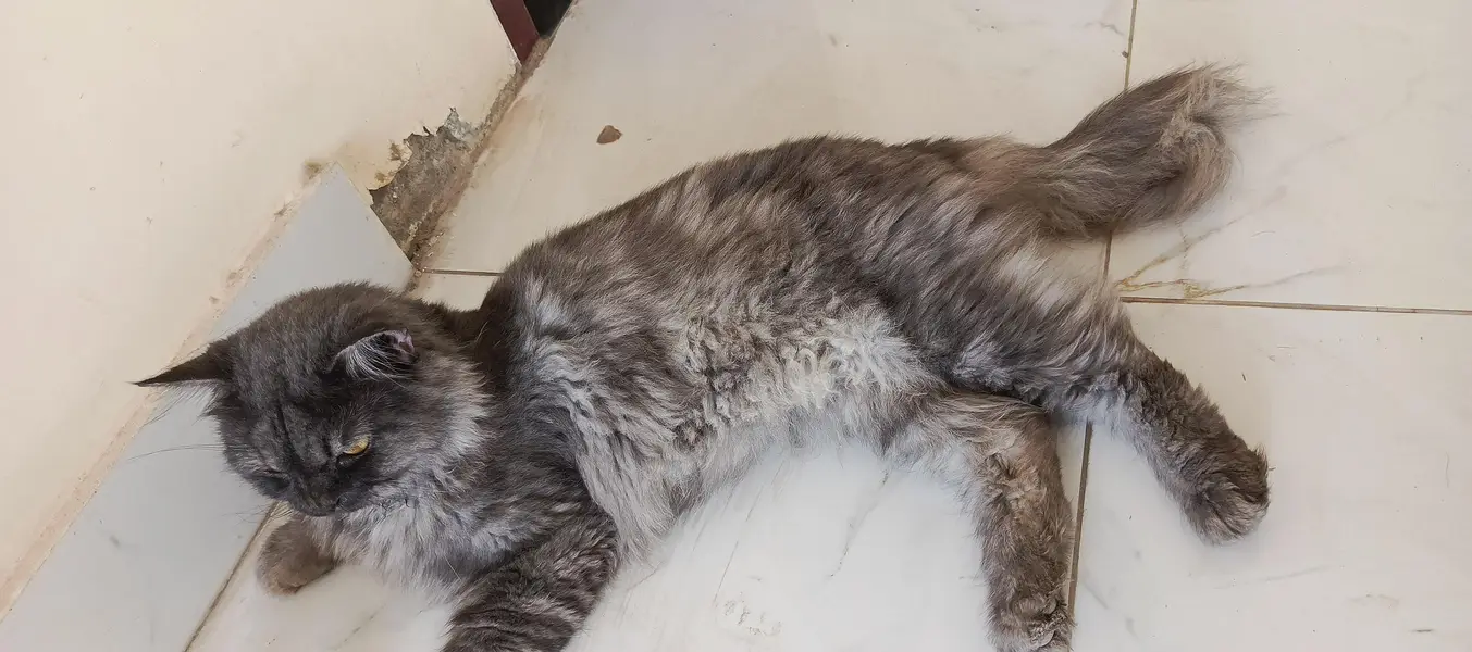 Persian cat — photo 3