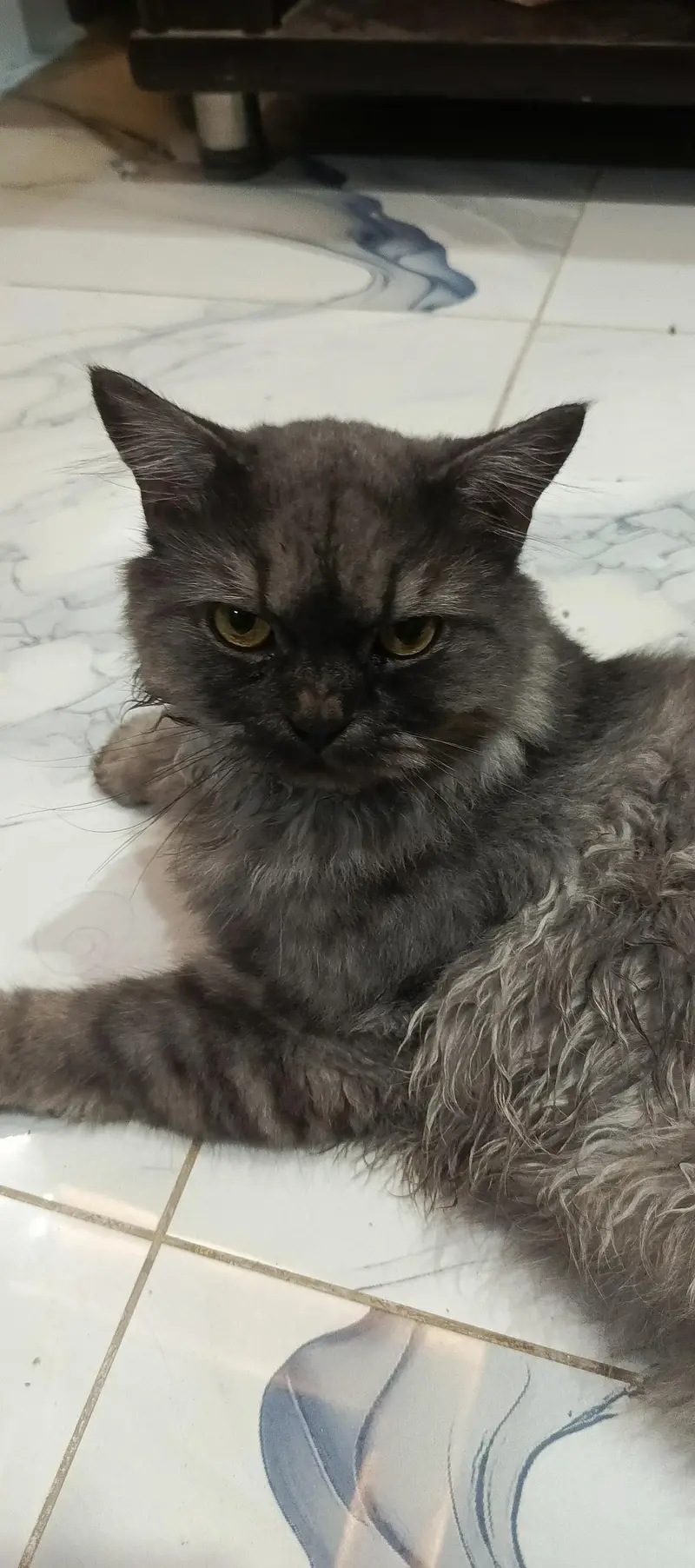 Persian cat — photo 4